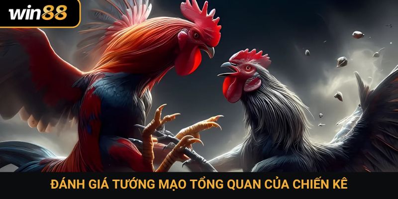 Đánh giá tướng mạo tổng quan của chiến kê