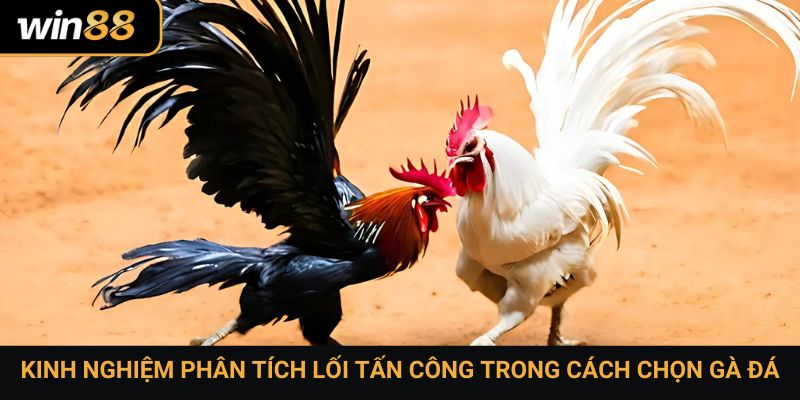 Kinh nghiệm phân tích lối tấn công trong cách chọn gà đá