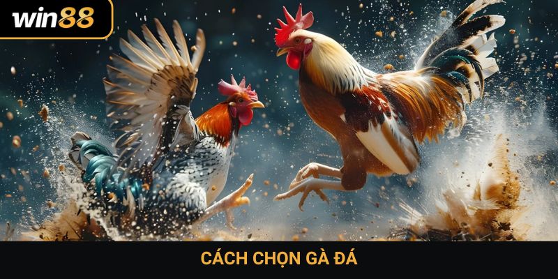 Cách chọn gà đá