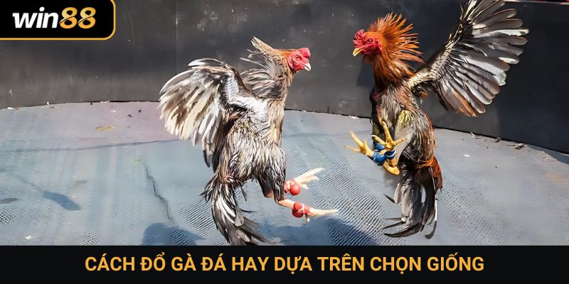 Cách đổ gà đá hay dựa trên chọn giống