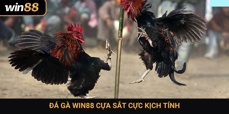 Đá gà Win88 cựa sắt cực kịch tính